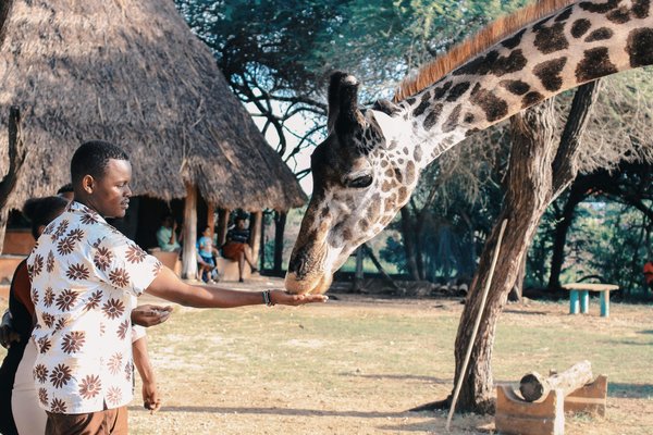 Safari en afrique : découvrez les meilleures expériences à vivre
